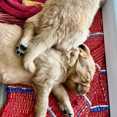 Bild aus Golden Mountain Spring`s in Steiermark, wo unsere Labrador Retriever-Hunde in einer liebevollen Umgebung aufwachsen.