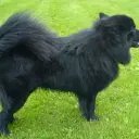 Schwedischer Lapphund