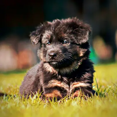 Galerie-Bild von Altdeutsche Schäferhunde vom Kreuzkamp  in Schleswig-Holstein, mit Eindrücken unserer Altdeutscher Schäferhund-Zucht.