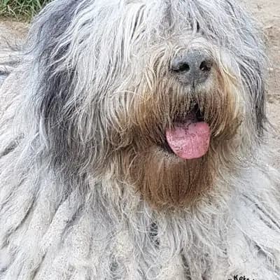 Galerie-Bild von von den Keksdieben in Baden-Württemberg, mit Eindrücken unserer Bergamasker Hirtenhund-Zucht.