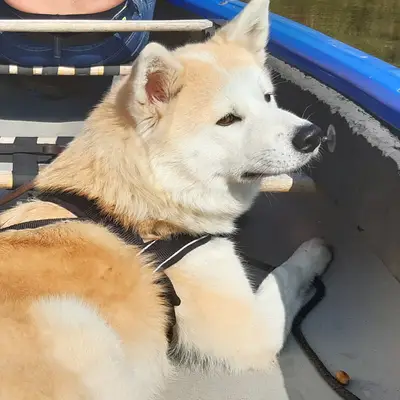 Galerie-Bild von Akitas von den Holledauer Hügeln in Bayern, mit Eindrücken unserer Akita-Zucht.