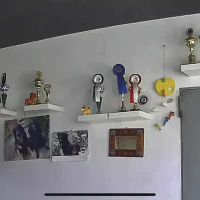 Bild aus Hovawart von der Hünenburg  in Nordrhein-Westfalen, wo unsere Hovawart-Hunde in einer liebevollen Umgebung aufwachsen.
