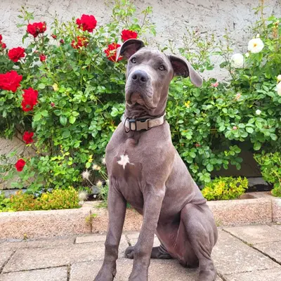 Galerie-Bild von Saupackerwelpen in Mecklenburg-Vorpommern, mit Eindrücken unserer Cane Corso Italiano-Zucht.