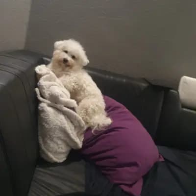 Galerie-Bild von Bichon Frisé vom Teilungssee  in Brandenburg, mit Eindrücken unserer Bichon A poil frise-Zucht.