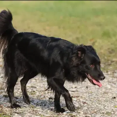 Wurfankündigung: Aussie-Welpen aus Arbeitslinie für Anfang August erwartet! - Australian Shepherd Welpe in Bayern