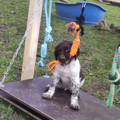 Aaron – Kleiner Münsterländer Welpe, Niedersachsen, تمت تربيته بواسطة Vom Immengrund 
