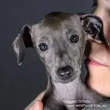 Chasing Kisses cover