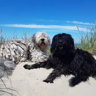 Galerie-Bild von von den Keksdieben in Baden-Württemberg, mit Eindrücken unserer Bergamasker Hirtenhund-Zucht.