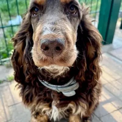 I-Wurf – Cocker spaniel angielski Wurf, Brandenburg, Wychowany przez Hundezucht vd Schönefelder Höhe