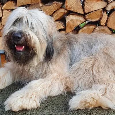 Foto von Bravo, einem Cao da Serra de Aires-Elternhund in Nordrhein-Westfalen.