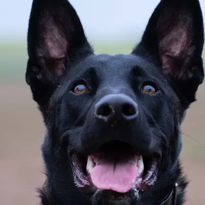 Hundehaltung und Verwahrlosung: Wann Veterinäramt und Gericht eingreifen [September 2026]