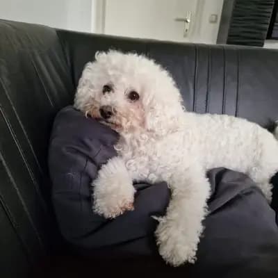 Galerie-Bild von Bichon Frisé vom Teilungssee  in Brandenburg, mit Eindrücken unserer Bichon A poil frise-Zucht.