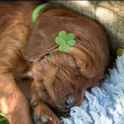 Galerie-Bild von Irish red Setter "fighting irish´s" in Nordrhein-Westfalen, mit Eindrücken unserer Irish Red Setter-Zucht.