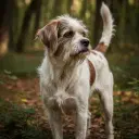 Briquet Griffon Vendéen