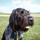 Griffon d'arrêt à poil dur Korthals