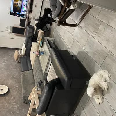 Bild aus Maltiboo vom Niederrhein  in Nordrhein-Westfalen, wo unsere Malteser-Hunde in einer liebevollen Umgebung aufwachsen.