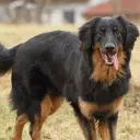 Hovawart