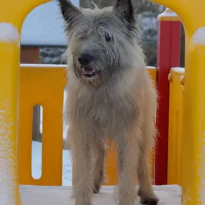Foto von Hasenhirsch Issel, einem Bouvier des Ardennes-Elternhund in Bayern.