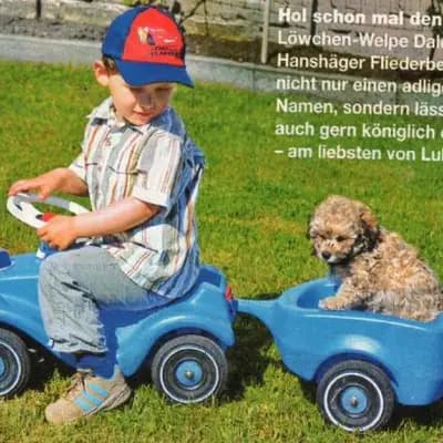 Galerie-Bild von Löwchen Züchter in Mecklenburg-Vorpommern in Mecklenburg-Vorpommern, mit Eindrücken unserer Löwchen-Zucht.