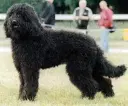 Barbet
