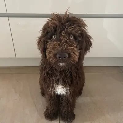 Foto von Mateo , einem Spanischer Wasserhund-Elternhund in Rheinland-Pfalz.