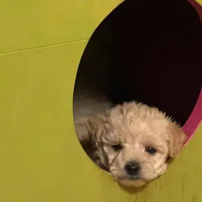 Bild aus von Vivian’s Rasselbande  in Brandenburg, wo unsere Deutscher Boxer-Hunde in einer liebevollen Umgebung aufwachsen.