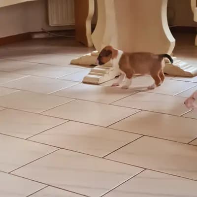 Acina – Miniature Bullterrier Welpe, Baden-Württemberg, Grootgebracht door Von den Walliser's 
