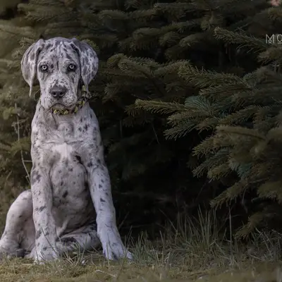 Ein Blick in die Vergangenheit: Diese Deutsche Dogge-Welpen aus Deutsche Doggen von AmasuDiamonds  i
