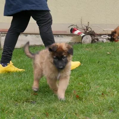 Galerie-Bild von Tervueren vom Reesberg in Nordrhein-Westfalen, mit Eindrücken unserer Belgische Schäferhunde-Zucht.