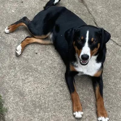 Galerie-Bild von Appenzeller Sennenhunde vom Altmarkhof in Sachsen-Anhalt, mit Eindrücken unserer Appenzeller Sennenhund-Zucht.