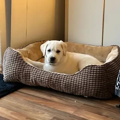Madu - Labrador Retriever Welpe in Schleswig-Holstein