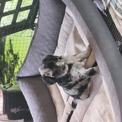 Galerie-Bild von Belleza di Confluentes, Bergamasker Zucht am Mittelrhein  in Rheinland-Pfalz, mit Eindrücken unserer Bergamasker Hirtenhund-Zucht.