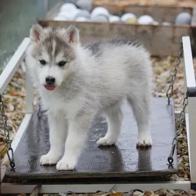 Galerie-Bild von Huskykennel of Snow Wolf Valley in Bayern, mit Eindrücken unserer Siberian Husky-Zucht.