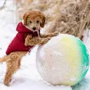 Pudel (Toy)