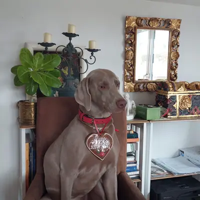 Foto von Misty, einem Weimaraner (kurzhaar)-Elternhund in Niederösterreich.