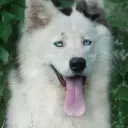 Yakutskaya Laika