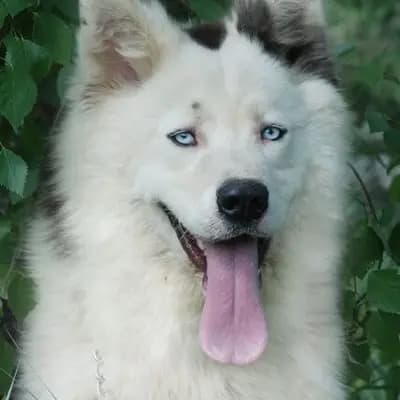 Yakutskaya Laika – Hunderasse