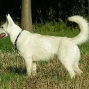 Weißer Schweizer Schäferhund