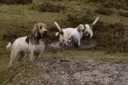 Petit Basset Griffon Vendeen