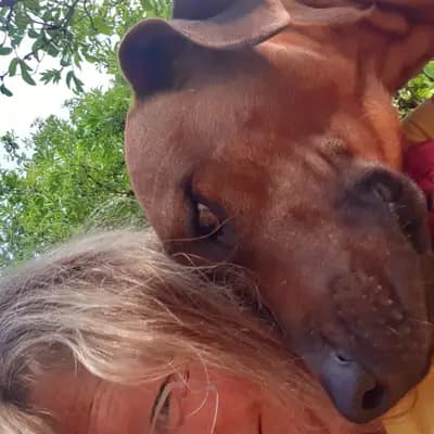 Rhodesian Ridgeback Sonnenhof Dornieden 