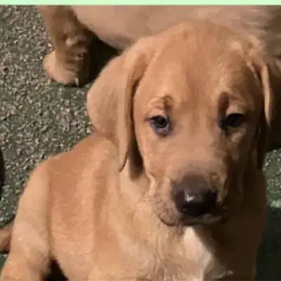 vom Koblenzer Schloß cover