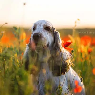 H-Wurf – Cocker spaniel angielski Wurf, Brandenburg, Wychowany przez Hundezucht vd Schönefelder Höhe