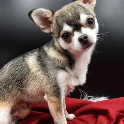 Cindy – Chihuahua Welpe, Bayern, Aufgezogen von Chihuahuas von den Donau-Auen