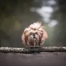 von Xi-Shi quan cover