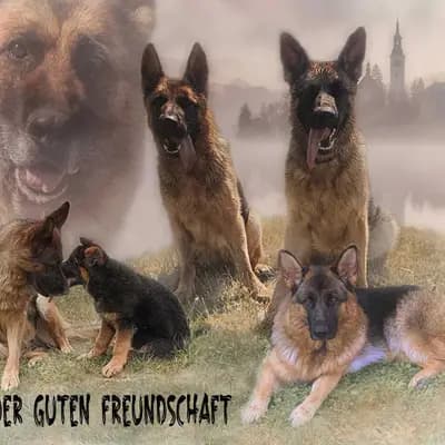 Bild aus Von der guten Freundschaft in Bern, wo unsere Deutscher Schäferhund-Hunde in einer liebevollen Umgebung aufwachsen.