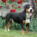 Entlebucher Sennenhund