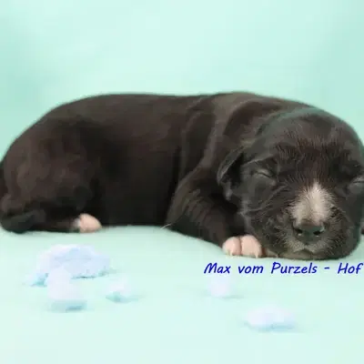 Max - Australian Shepherd Welpe in Rheinland-Pfalz