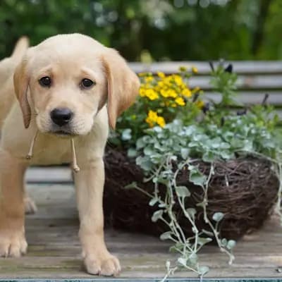 Joy - Labrador Retriever Welpe in Niedersachsen