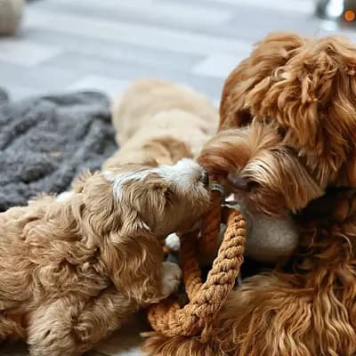 Bild aus Heart & Soul Doodles Australian Labradoodles in Nordrhein-Westfalen, wo unsere Australian Labradoodle-Hunde in einer liebevollen Umgebung aufwachsen.