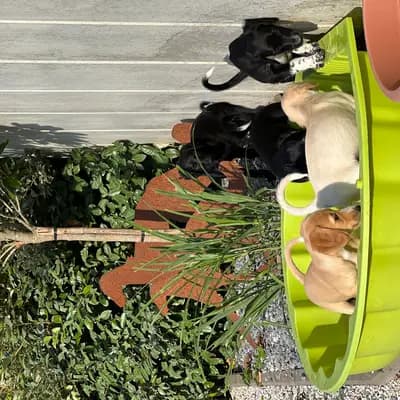 Bild aus Del'Neshin in Nordrhein-Westfalen, wo unsere Saluki-Hunde in einer liebevollen Umgebung aufwachsen.